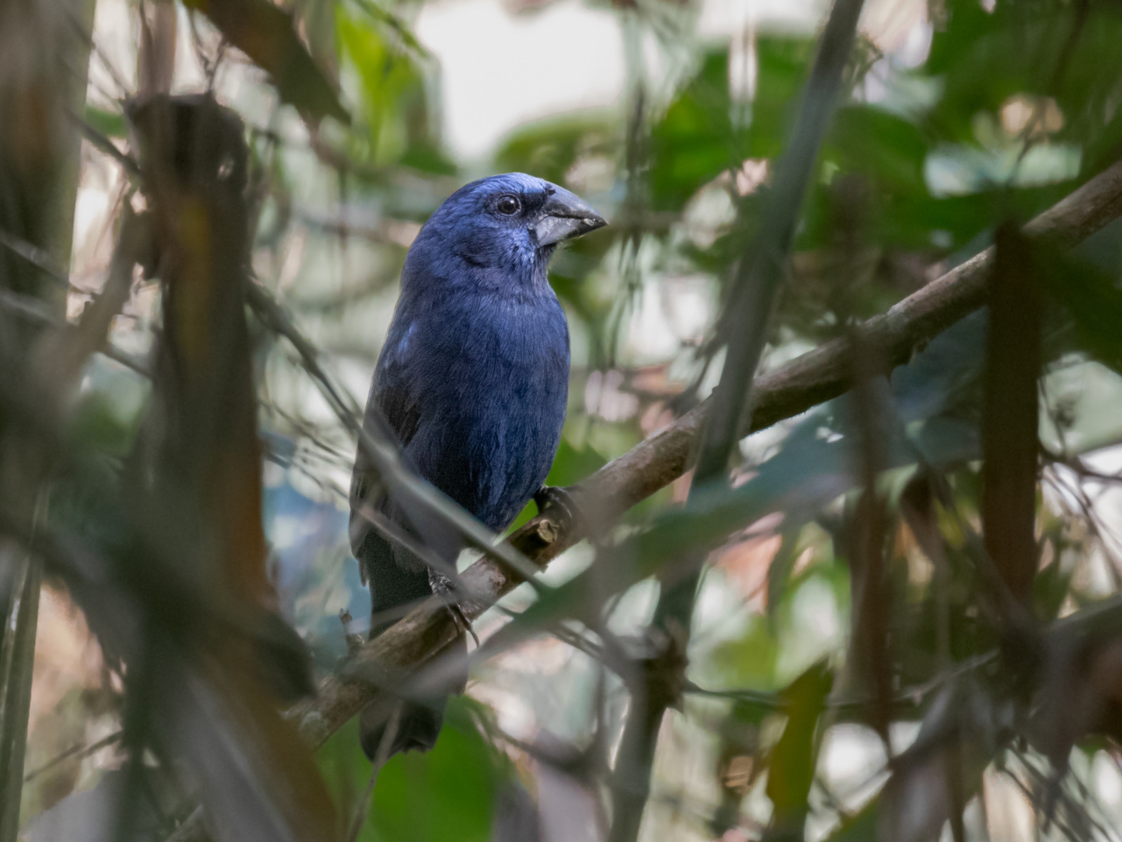 image Amazonian Grosbeak